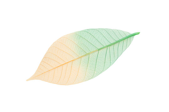 Skeleton leaf shows veins and fine details clearly, isolated, PNG