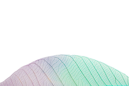 Thin skeleton leaves with fine details and colors, isolated, PNG