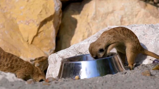 Close-up ground-level shot of meerkats feeding from a reflective metal bowl in a sunlit rocky enclosure, natural behavior captured in shallow depth of field