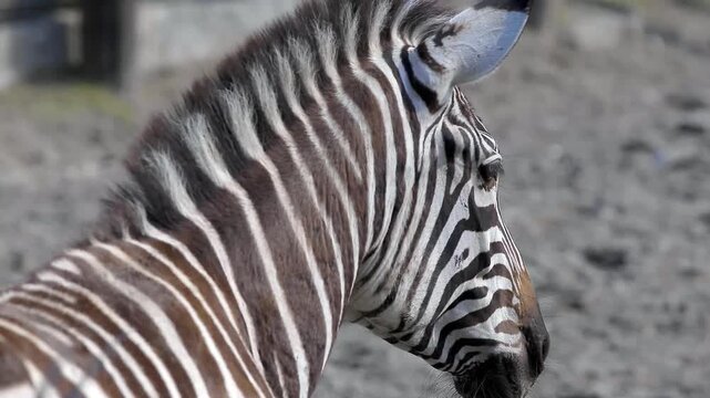 Close-up side view of a zebra lying down and rolling in dry dusty soil within a naturalistic zoo enclosure, showcasing distinctive black-and-white striping and subtle ear motion under daylight
