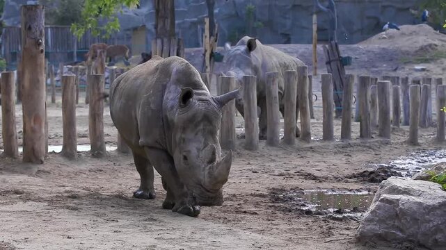 Close-up ground-level shot of a white rhinoceros grazing and walking in a sandy zoo enclosure with wooden post fencing and another rhino in background