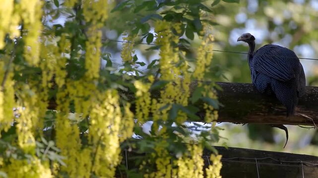 Close-up side view of a patas monkey sitting alert on a thick wooden branch within a lush zoo enclosure, with cascading yellow laburnum blooms in foreground and soft-focus greenery behind