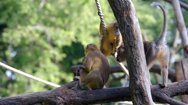 Three patas monkeys interacting on a thick tree branch in a naturalistic zoo enclosure, with one climbing a rope and another grooming while green foliage blurs in background