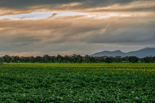 Golden sunlight illuminates sweeping storm clouds above vibrant canola field, with trees, Crowlands wind farm and rugged mountains stretching across distant horizon, near Ararat, Victoria, Australia