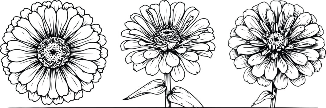 Flower graphic illustration set displaying three zinnia