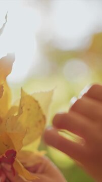 Close up shows woman hands gently grasping bright fall colored maple leaves against sunlit background. Soft focus highlights yellow and red leaf details with warm light creating bokeh effect