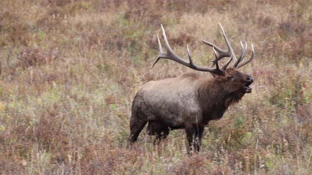 Bugling Bull Elk During the Rut.
