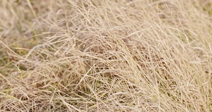Dry grass. Autumnal scenery. Yellow wild meadow, landscape view of parched hills. Desolate plain on cloudy day with hay in foreground.