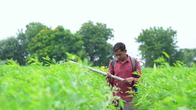 indian farmer or labor cutting pigeon pea crop with small cutter at agriculture field