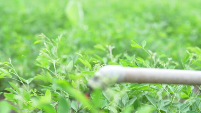 indian farmer or labor cutting pigeon pea crop with small cutter at agriculture field