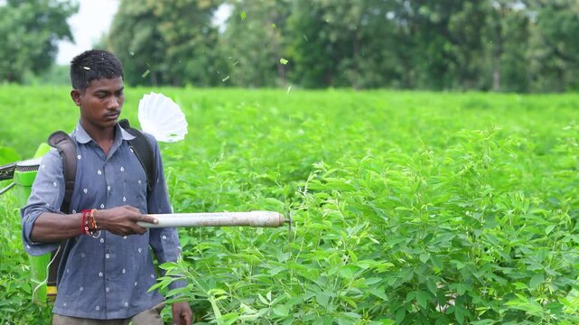 indian farmer or labor cutting pigeon pea crop with small cutter at agriculture field