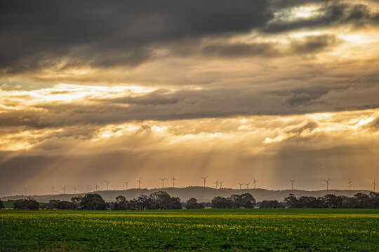 Golden sunlight breaks through dramatic storm clouds, casting soft rays over a distant wind farm and rolling hills beyond a vibrant canola field, Crowlands wind farm, near Ararat, Victoria, Australia