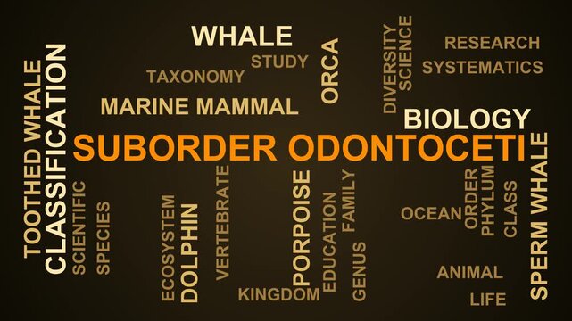 Suborder Odontoceti Word Cloud