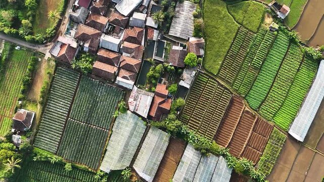 Aerial view of a small village surrounded by lush green vegetable farms and terraced fields in Sukabumi, West Java, Indonesia.