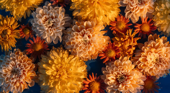 Yellow, cream and orange chrysanthemums floating in dark blue water with warm side lighting.
