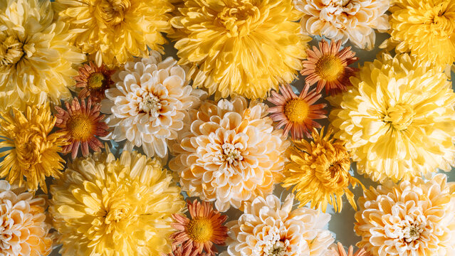 Dense yellow and cream chrysanthemums floating with orange flowers in pale blue water.