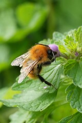 A fuzzy bumblebee, Bombus pascuorum, foraging for nectar among vibrant green leaves and delicate purple deadnettle flowers in a sunlit garden © Henk