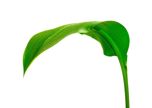 Elegant Green Leaf on Black Background