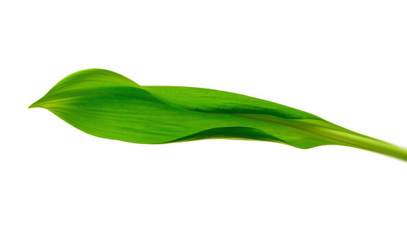 Elegant Green Leaf on Black Background