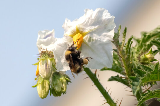 Bee on a flower