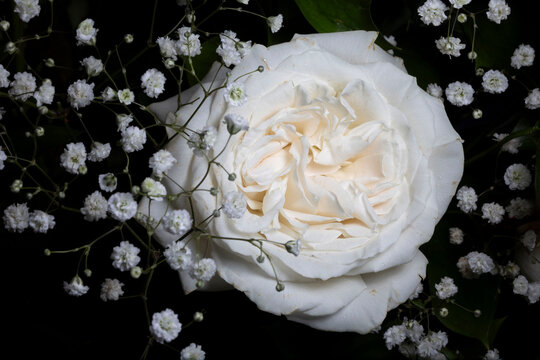 White rose against black background
