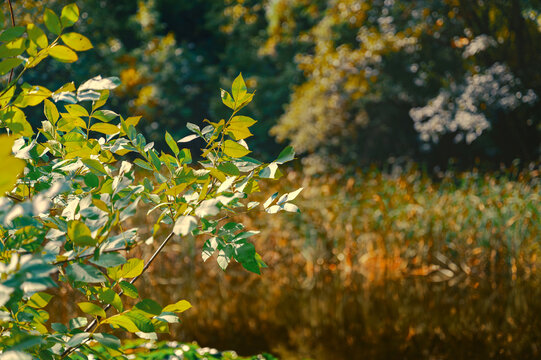 autumn leaves in the forest