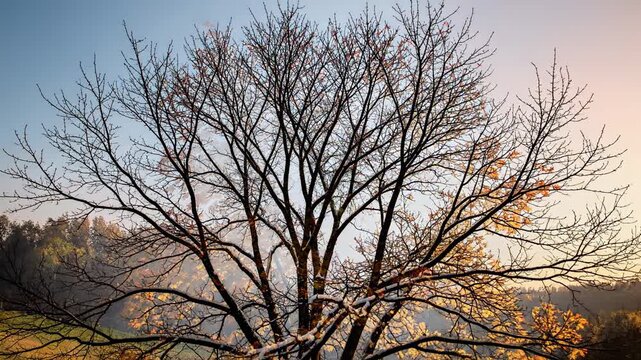 Tree branches in winter setting with bare limbs against pale sky