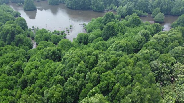 aerial view of a lush mangrove forest and tidal mudflat ecosystem, ideal for environmental conservation projects, ecological studies, and editorial backgrounds