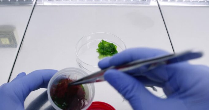 A scientist in a laboratory uses sterile tweezers to remove algae samples from a container and places them into separate Petri dishes.