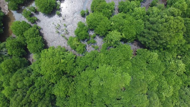 aerial view of a lush mangrove forest and tidal mudflat ecosystem, ideal for environmental conservation projects, ecological studies, and editorial backgrounds