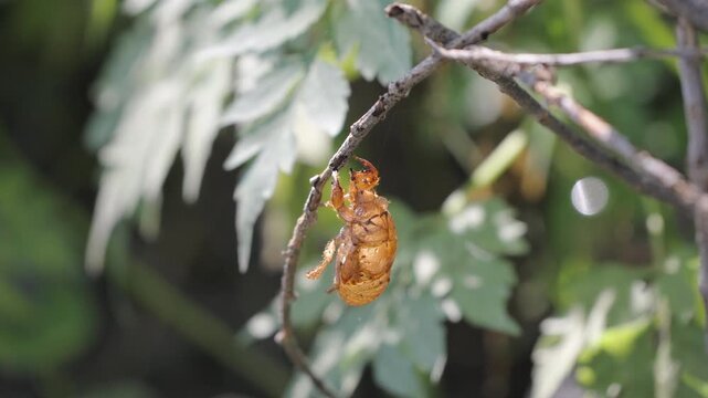 Macro close-up of an empty cicada shell hanging from a twig - Zoom