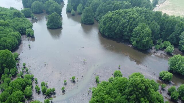 aerial view of a lush mangrove forest and tidal mudflat ecosystem, ideal for environmental conservation projects, ecological studies, and editorial backgrounds