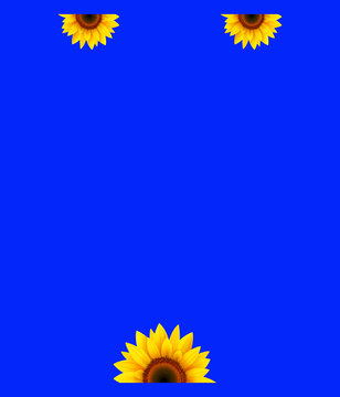 Vibrant Yellow Sunflower Motif Saree Blouse Placement Design on Royal Blue Background