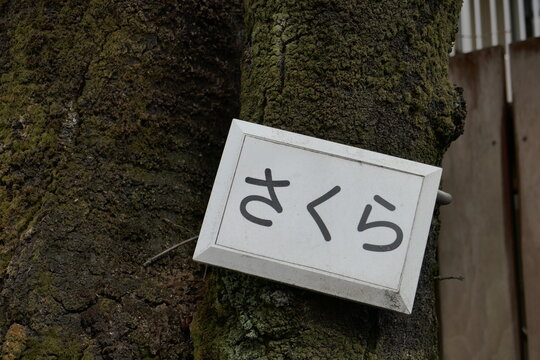 さくらの銘板が掛けられた古い樹木