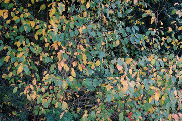 Bright green and golden yellow shrub foliage turning yellow © Alireza Mohtashami