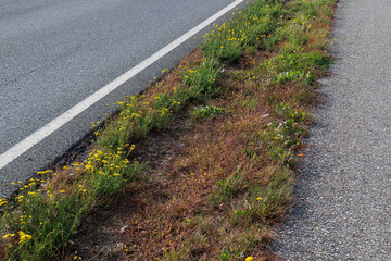 Roadside verge with yellow flowers between road and footpath © Alireza Mohtashami