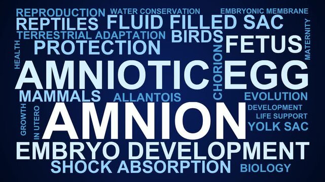 Amnion Word Cloud