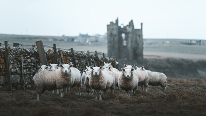 View of a flock of sheep standing in a field near the historic ruins of Old Keiss Castle with a traditional stone wall in the background in Keiss, United Kingdom. © Travel 'n' Lifestyle