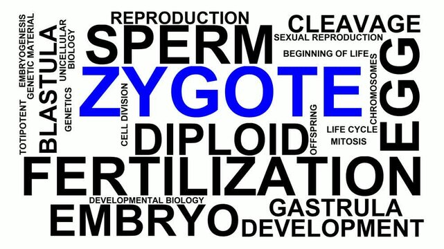 Zygote Word Cloud