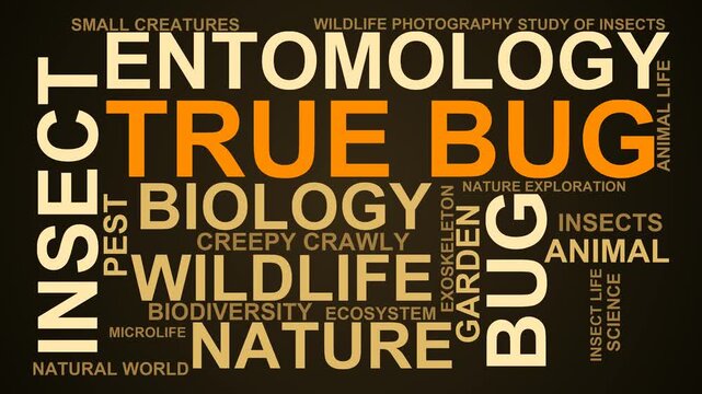True Bug Word Cloud