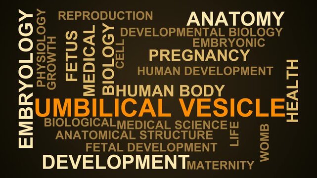 Umbilical Vesicle Word Cloud
