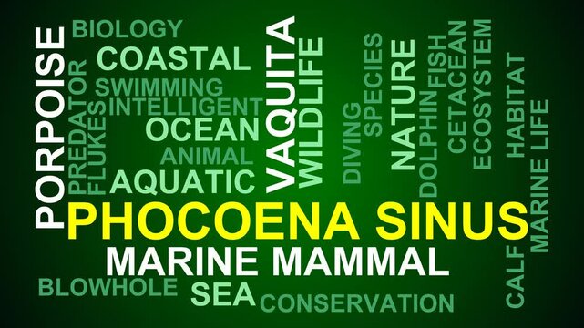 Phocoena Sinus Word Cloud