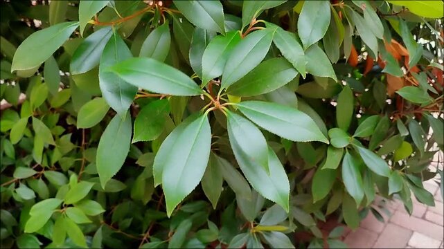 Close-up of a cherry laurel bush (Prunus lusitanica Angustifolia) with green leaves bending in the lively wind.