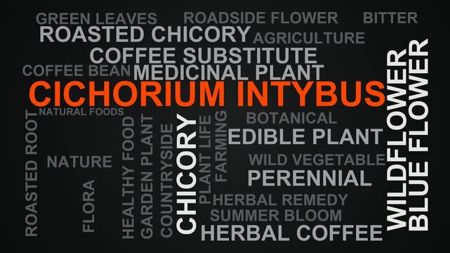 Cichorium Intybus Word Cloud