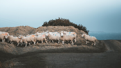 View of a flock of sheep grazing on a grassy hill near the coast in John o' Groats, Highland Council, United Kingdom. © Travel 'n' Lifestyle
