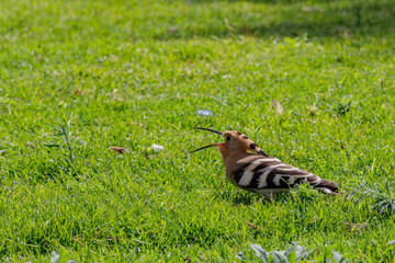Hoopoe bird on green grass © AlexTow