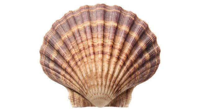 Beautiful seashell with smooth texture isolated on transparent background