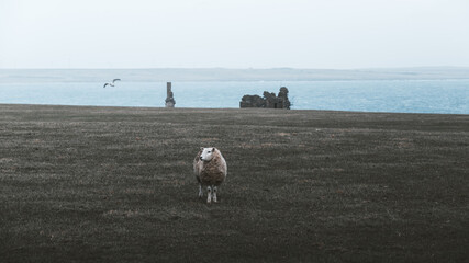 View of a sheep standing in a grassy field with the historic ruins of Castle Sinclair Girnigoe and the sea in the background near Wick, Scotland, United Kingdom. © Travel 'n' Lifestyle