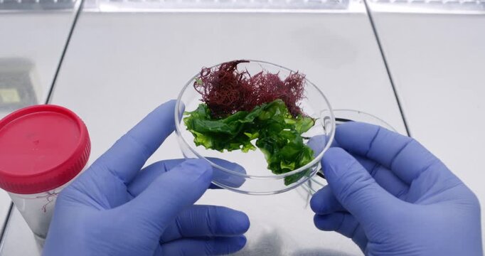 Algae collected from the Black Sea are placed on a Petri dish in a laboratory, where a scientist examines the samples.