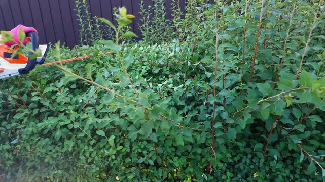 Person in pink gloves shaping a spirea bush with an electric trimmer